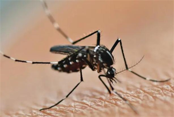 世界上最具有威胁力的昆虫 传染疾病(蚊子)