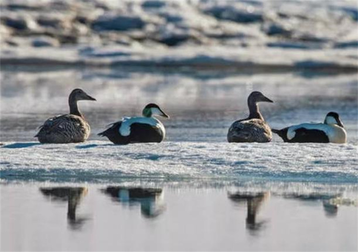 世界上最耐寒的鸭 可经受零下100℃寒冷考验(北极鸭)