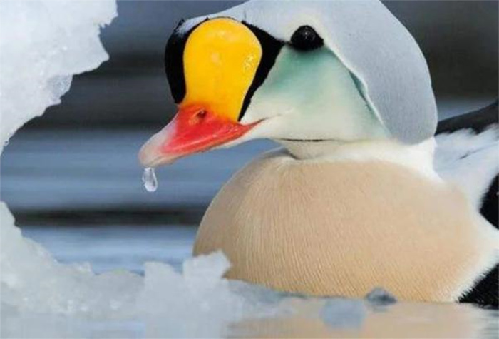 世界上最耐寒的鸭 可经受零下100℃寒冷考验(北极鸭)