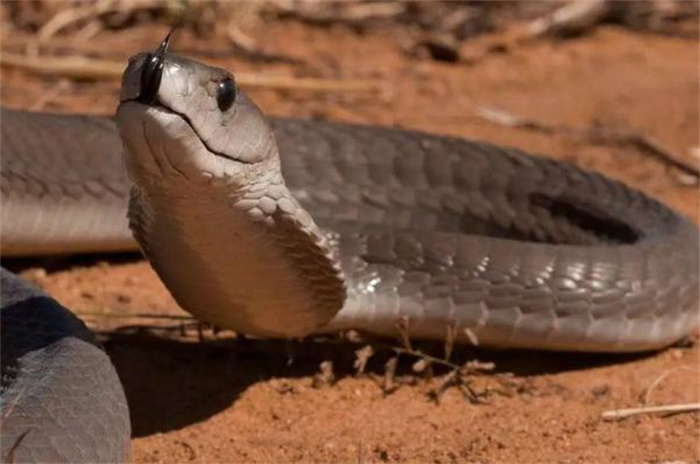 世界上爬行速度最快的蛇 时速高达23公里(非洲黑曼巴)