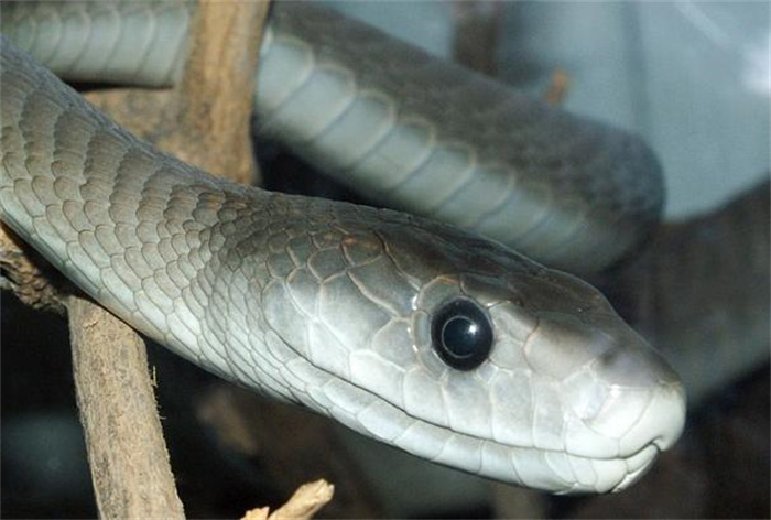 世界上爬行速度最快的蛇 时速高达23公里(非洲黑曼巴) 