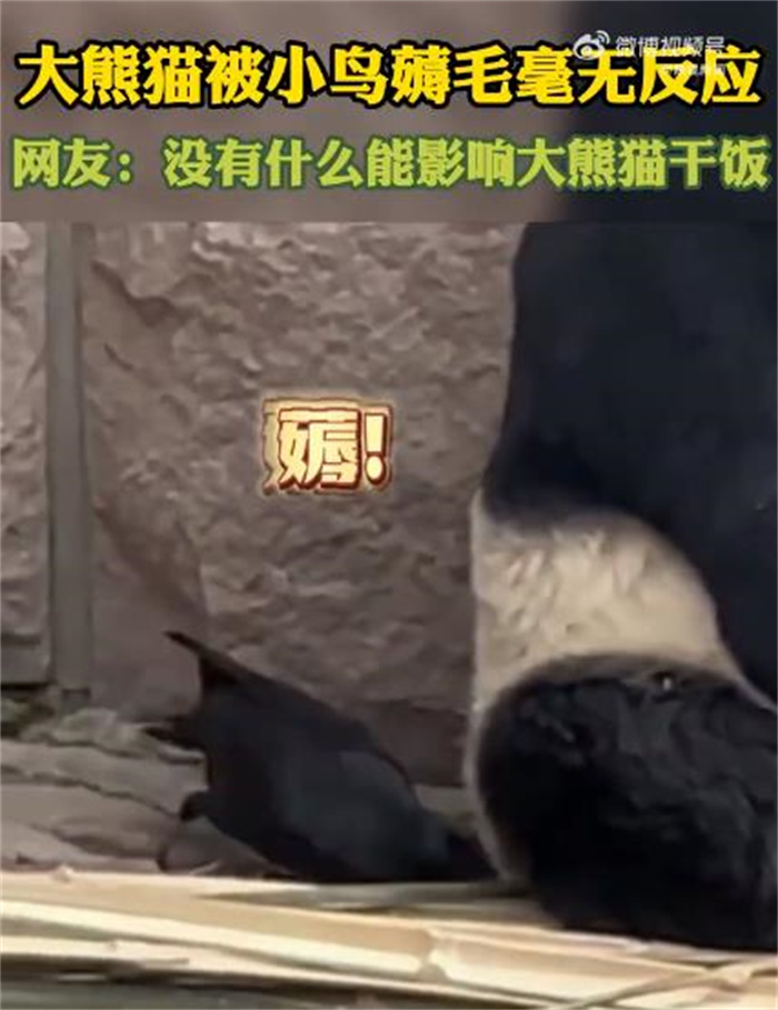 大熊猫被小鸟婷毛毫无反应淡定干饭