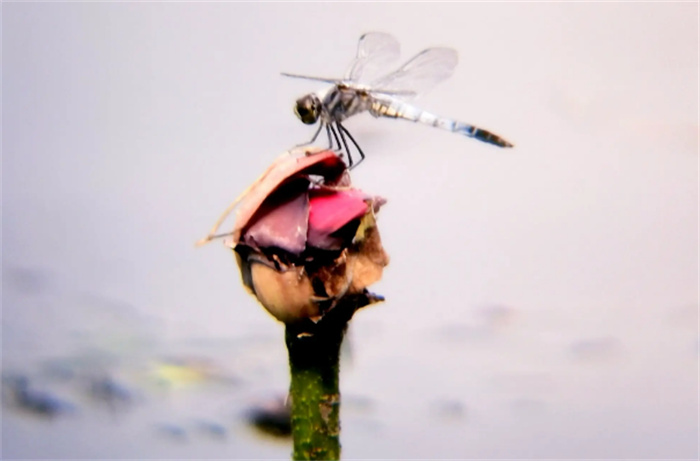 世界上眼睛最多的昆虫 一只复眼包括28000多只小眼(蜻蜓)