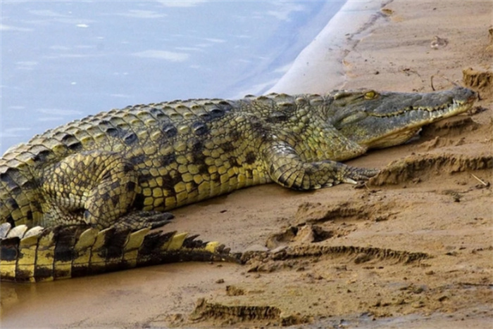 世界上最大的爬行动物 长达8.64米(咸水鳄鱼)