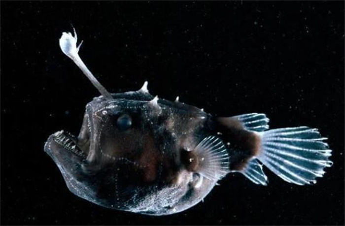 世界上雌雄体型差别最大的鱼 黑角鮟鱇鱼(雌性体型大)