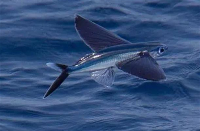 世界上飞得最远的鱼 水面滑翔400多米(飞鱼)