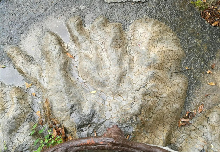 神秘的龙爪化石重见天日 是否属于地下文物（继续探索）