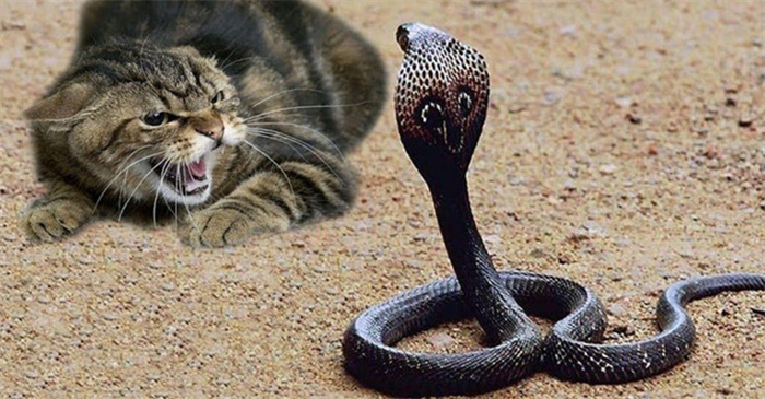 人类那么怕蛇 是不是因为蛇有毒（人类怕蛇）