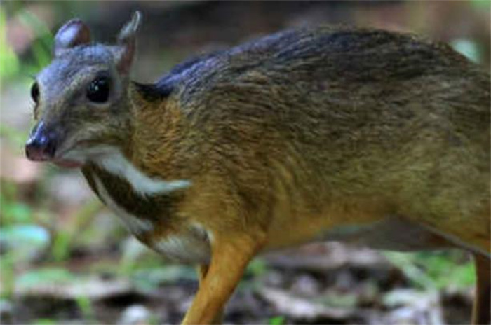 世界上最小的鹿 身体长度40~48厘米(鼷鹿)