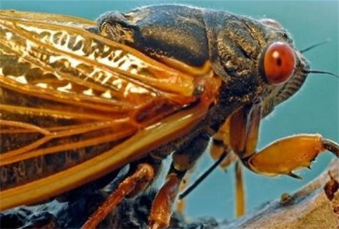 世界上最长寿的昆虫 寿命长达17年(蝉)