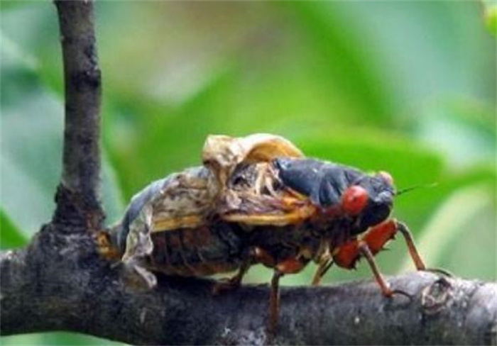 世界上最长寿的昆虫 寿命长达17年(蝉)