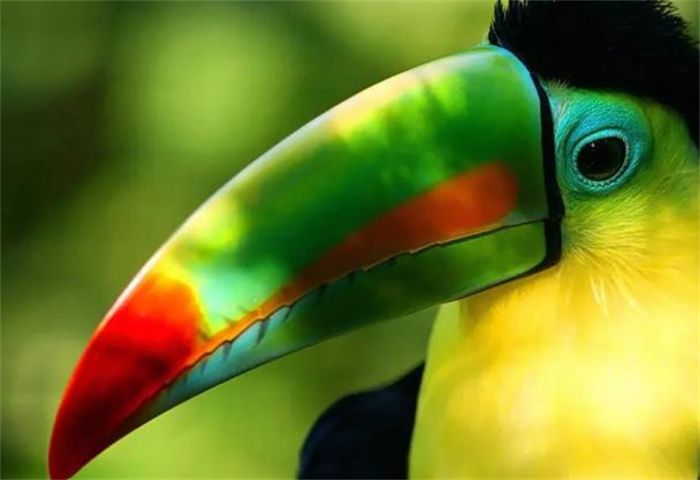 世界上嘴长得最大的鸟 嘴巴长度17~24厘米(巨嘴鸟)