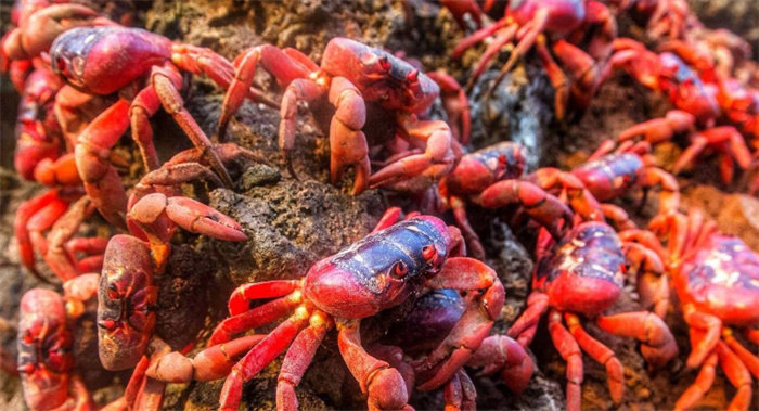 已经泛滥的澳洲红蟹 为啥还要保护（红蟹泛滥）
