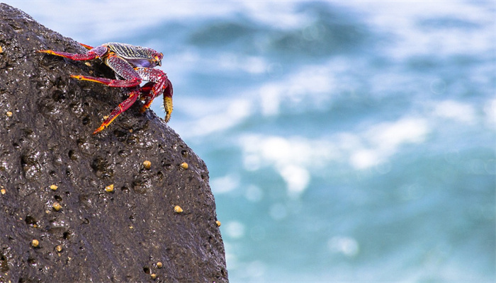 已经泛滥的澳洲红蟹 为啥还要保护（红蟹泛滥）