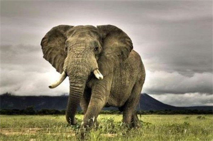 世界上鼻子最长的动物 鼻子可以延伸到地面(亚洲象)