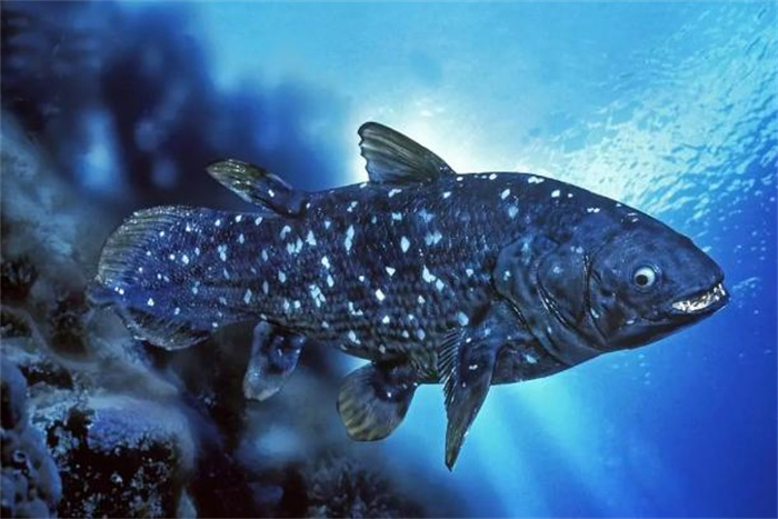 世界最珍稀的鱼 总鳍鱼类当中的品种(腔棘鱼)