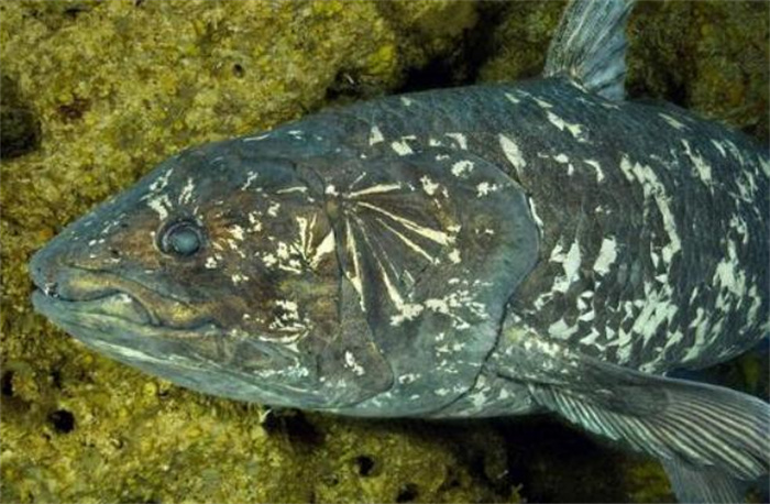 世界最珍稀的鱼 总鳍鱼类当中的品种(腔棘鱼)