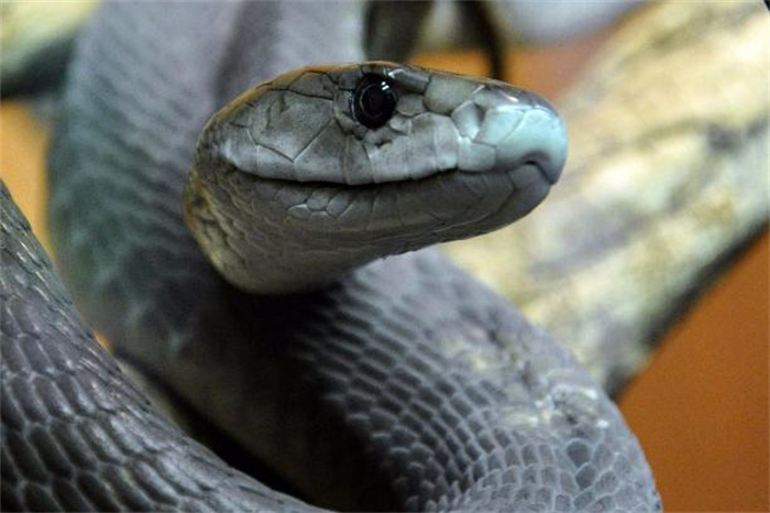 世界上速度最快的蛇 时速可以达到20千米(黑曼巴蛇)