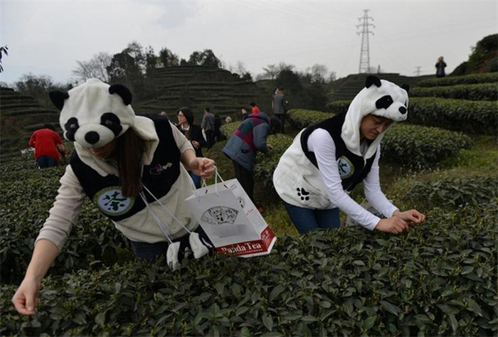 世界最贵的茶叶 44万一公斤的熊猫茶(千万不要上当)