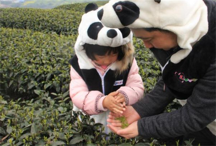 世界最贵的茶叶 44万一公斤的熊猫茶(千万不要上当)