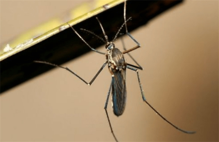 广东的蚊子工厂 每月放几千万只蚊子（蚊子工厂）