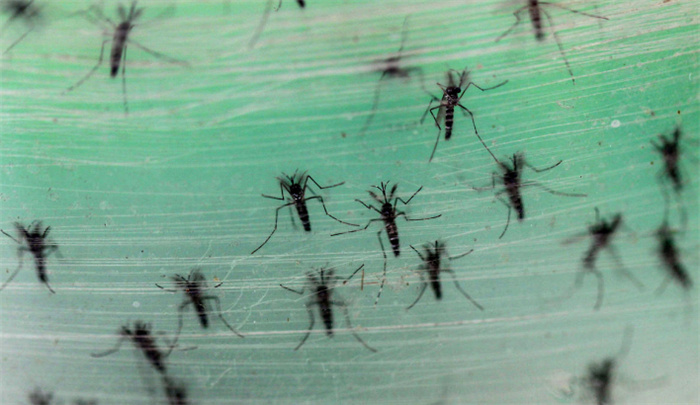 广东的蚊子工厂 每月放几千万只蚊子（蚊子工厂）