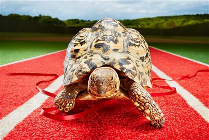 世界上爬行最快的乌龟 6分钟可以爬完100米(贝尔蒂)