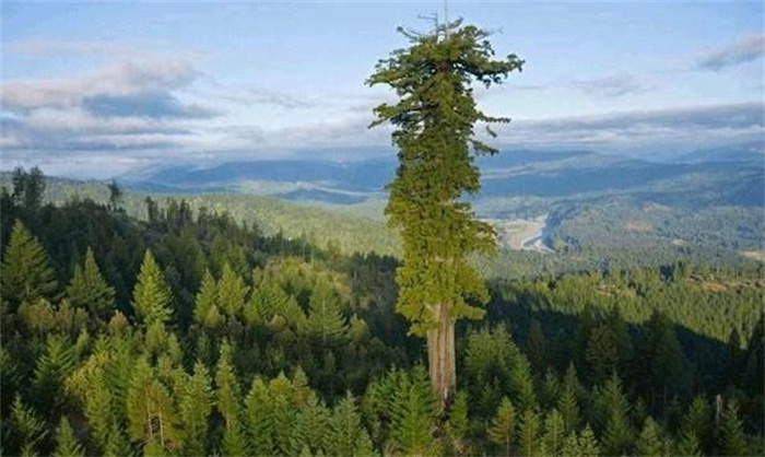 世界上生长最快的树 100米只需几个月(杏仁桉树)