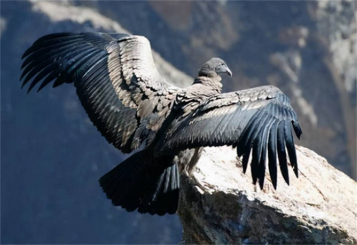世界上寿命最长的鸟类 安第斯神鹰(寿命超过50年)