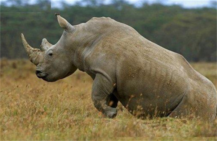 世界上最大的犀牛 体重达到3600千克(白犀牛)
