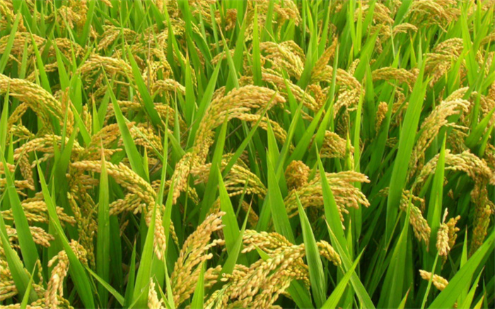 竹子和水稻的杂交 这种米能不能吃（新竹稻米）