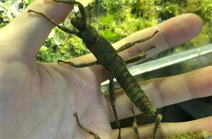 世界上最长的昆虫 长62.4厘米(巨型竹节虫)