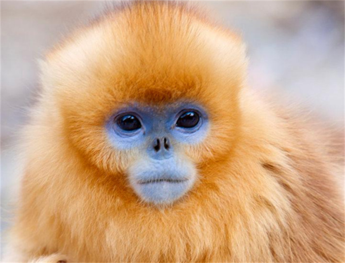 世界上最酷的猴子 浑身金灿灿自带主角光环(金丝猴)