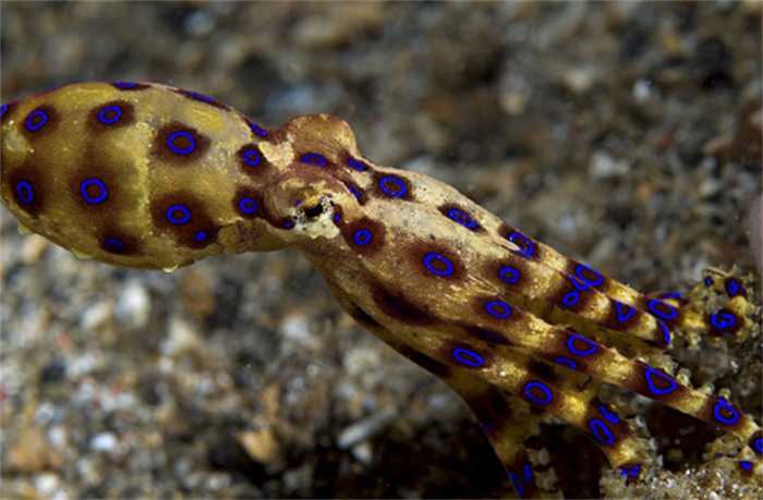 海底最毒章鱼 可杀死26名成年人(澳洲蓝环章鱼)
