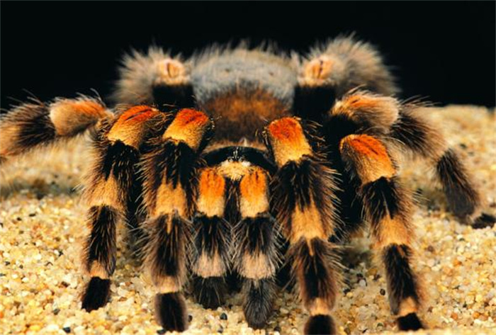 世界上最大的毒蜘蛛 毒牙长度达到3.8厘米(蜢蜘)