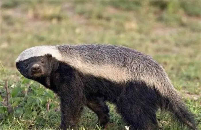 世界上最大胆的动物 不惧怕强悍物种(平头哥蜜獾)