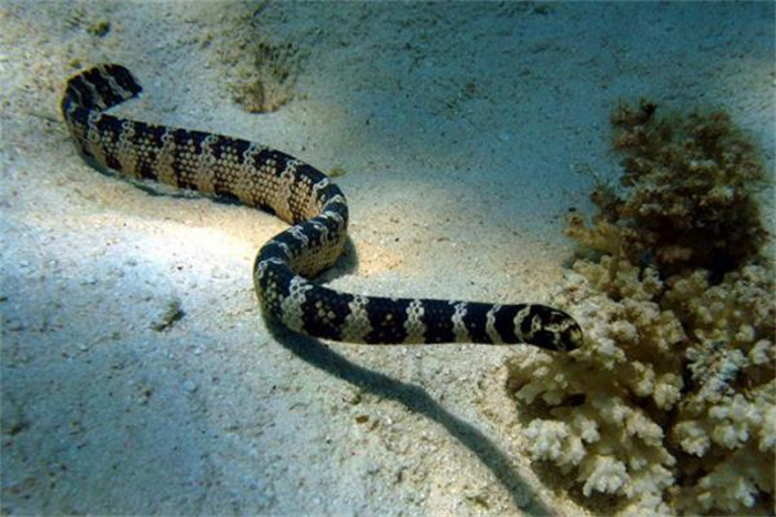 世界上最毒的蛇 比眼镜蛇毒8倍(裂颊海蛇)