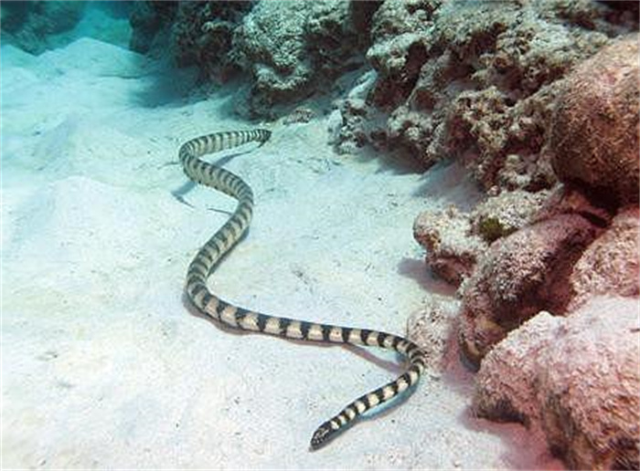 世界上最毒的蛇 比眼镜蛇毒8倍(裂颊海蛇)