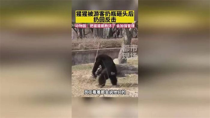 猩猩被游客扔瓶子砸头后扔回反击