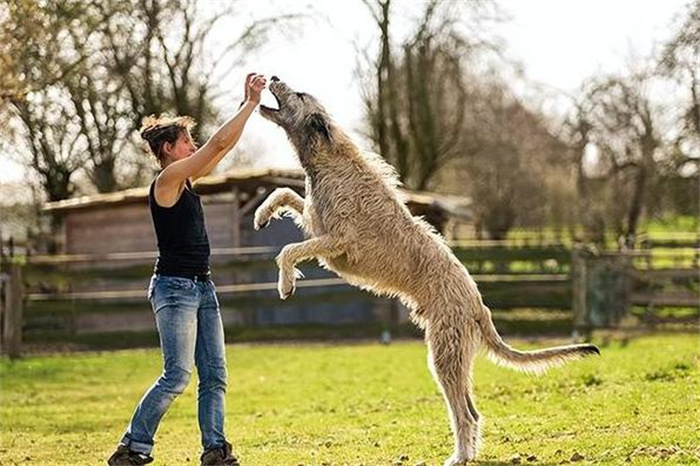 世界上最大的狗爱尔兰猎狼犬 身高接近1米(捕捉野狼)