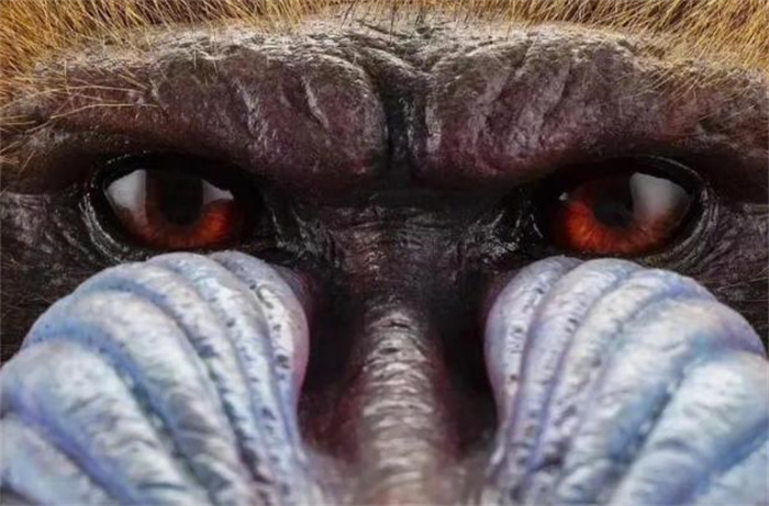 世界上最大的猴科动物 身体长度接近80厘米(山魈)