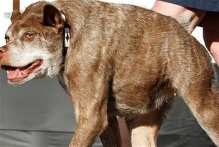 世界上最丑的犬 天生残疾没有脖子(卡西莫多犬)