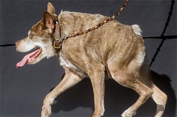 世界上最丑的犬 天生残疾没有脖子(卡西莫多犬)