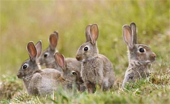 人类与兔子大战持续上百年 如何被制服的（黏液瘤病毒）