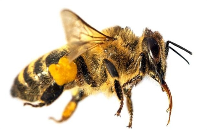 百万蜜蜂神秘死亡  爱因斯坦预言再被关注  （缺乏科学）