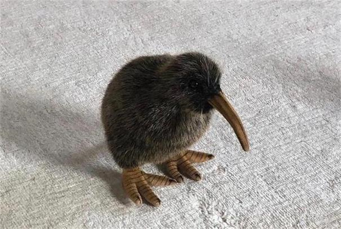 世界上唯一一种没有翅膀的鸟 几维鸟(新西兰国鸟)