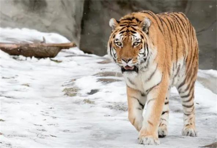 世界上最大的老虎 西伯利亚虎(体长3米)