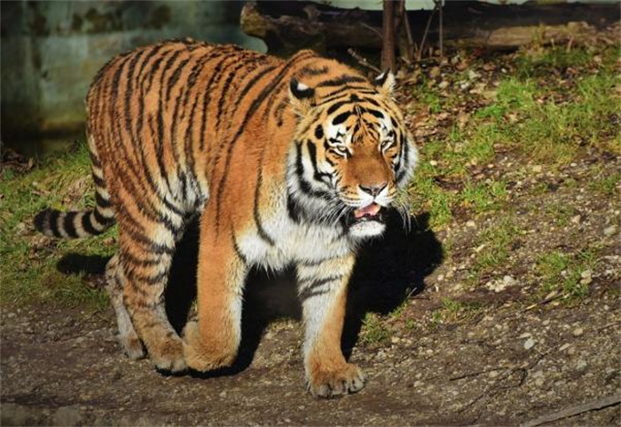 世界上最大的老虎 西伯利亚虎(体长3米)