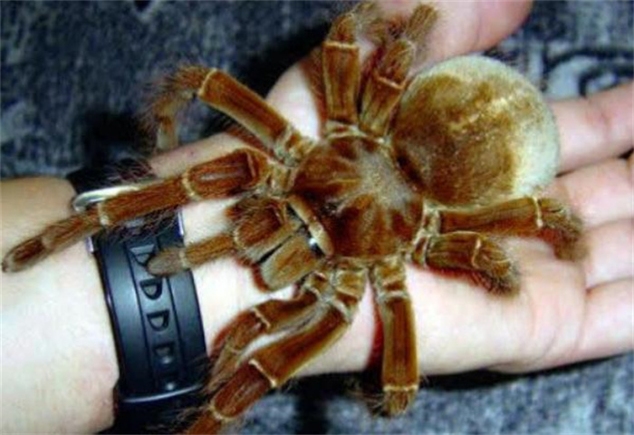 世界上最大的蜘蛛 亚马逊巨人食鸟蛛(可以吃掉老鼠)