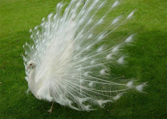 世界上最美的鸟 是极为珍贵的鸟(白孔雀)